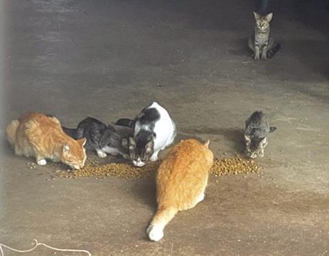 Barn Cats