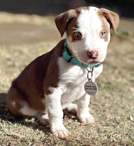 Pet of the Week