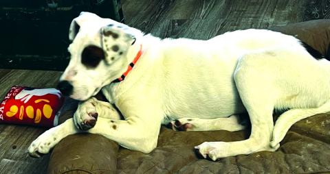 This is Spud, our deaf foster. Spud is 11 months old. He has been in care all his life so he is our oldest foster (not oldest dog, just oldest in care). Courtesy of Regina Baker
