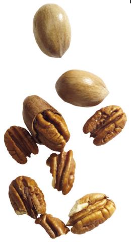 San Saba County Pecan Field Day