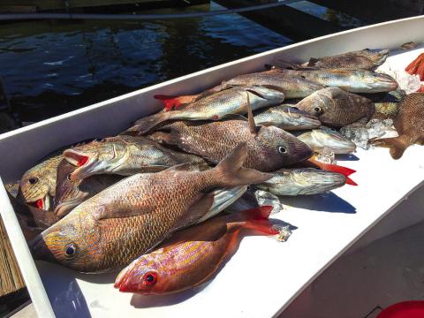 Red Snapper season closes in federal waters on September 6