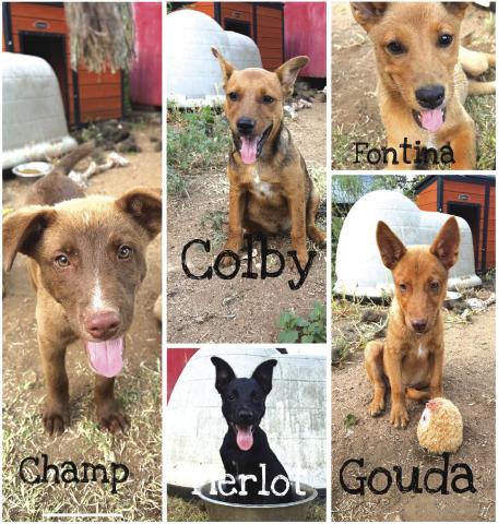 For more information or to apply to adopt, visit SanSabaAnimals.com or call 325-372-PETS.