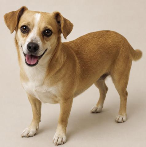 Molly - Pet of the Week