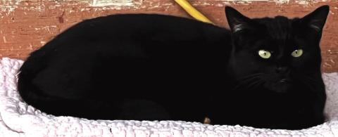 Pearl is a beautiful black kitty with bright eyes and a sweet personality to match. She loves attention, cozy beds, and will happily talk to you when she wants some love. Pearl is ready to find a forever home where she can be your little shadow and best friend. For more information visit SanSabaAnimals. com or call 325-372-PETS.