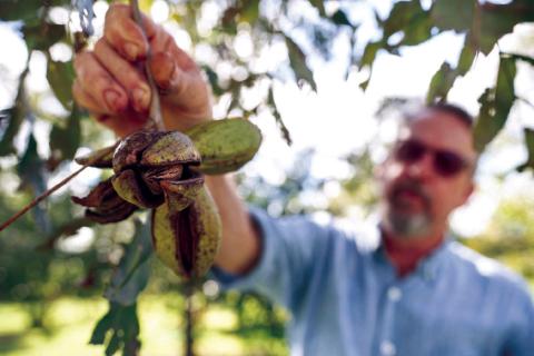 Adding pecans to your diet could help prevent obesity and reduce inflammation