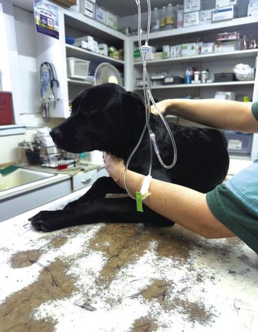 Parvo hits SSCFOA shelter