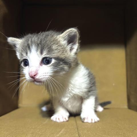 River - Pet of the Week