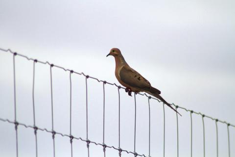 What Do You Know About Dove?