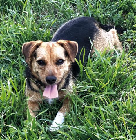 Pet of the Week