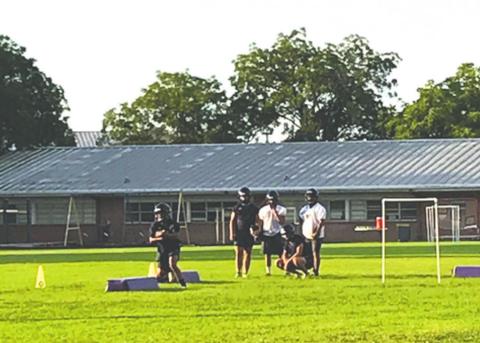 Armadillo two-a-days begin