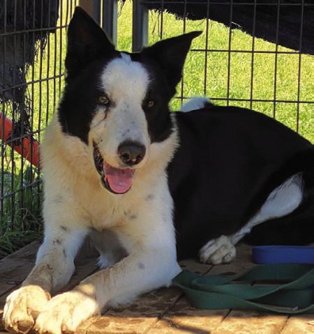 Meet Jack,  the Resilient Border Collie