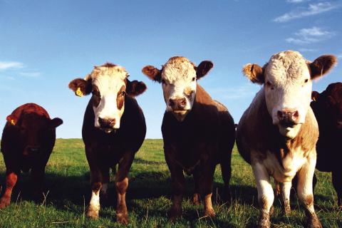 Jordan Cattle Auction