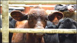 Jordan Cattle Auction