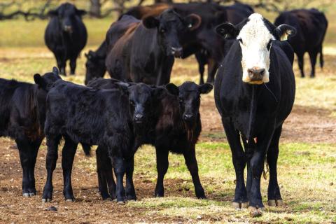 Calf prices are expected to climb once Texas cattle producers are convinced the drought is over and begin rebuilding their herds. Texas A&amp;M AgriLife photo by Michael Miller