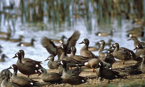 Texas Parks and Wildlife Department