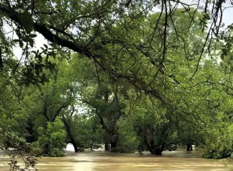 Everyone kept saying, “I’ve never seen the water this high.” Courtesy of Millican Pecan