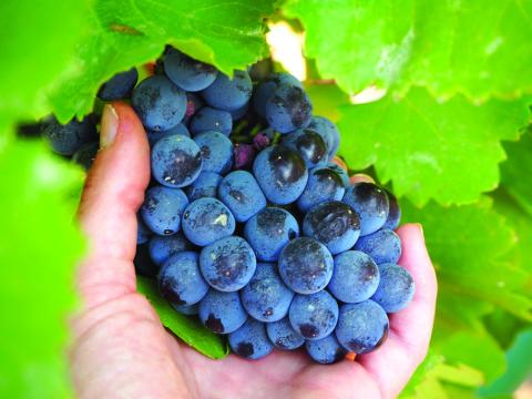 2023 Grape Harvest is coming in hot at Wedding Oak Winery