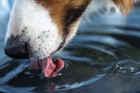 Water worries: the dangers of dehydration in pets