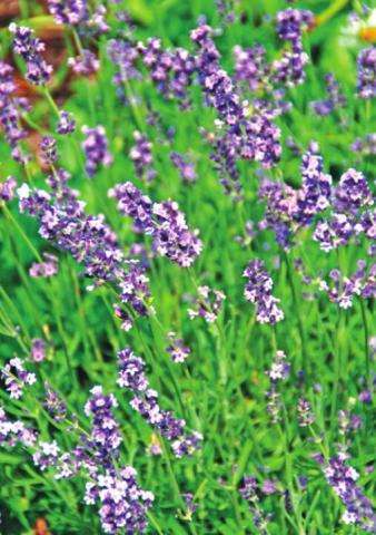 Lavender dries relatively quickly and retains the best color when dried in a low humidity, dark location. Photo by Melinda Myers, LLC