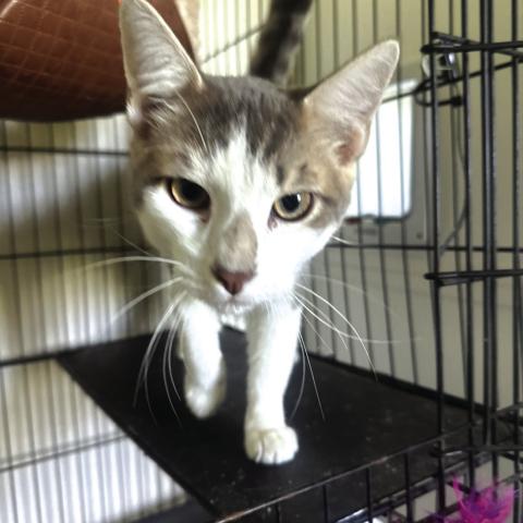 Pet of the Week