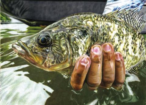 2025 Texas Fish Art Contest now open