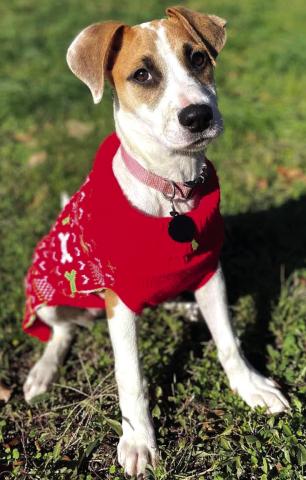 Patches - Pet of the Week