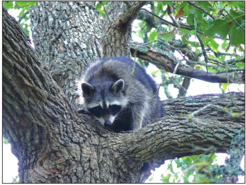 Raccooon in a Tree