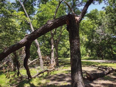 Tree trunk broken off and barely hanging on after the strong winds at LCRA Nature Park.