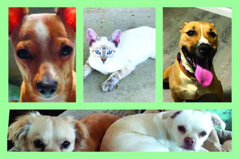 Courtesy of San Saba County Friends of Animals Facebook page