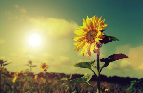 The Little Sunflower