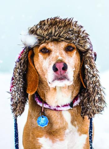 Keeping Your Pets Safe in the Cold