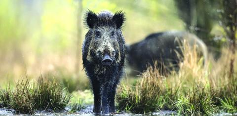 Update on feral pig laws and regulations in Texas as of April 1, 2026