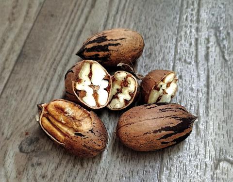 First Pecans of the 2025 Season - from Bagley Orchard | Photo by Djuana Payton