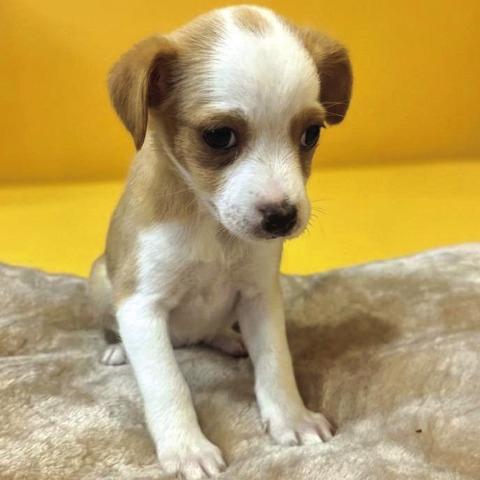 Pet of the Week