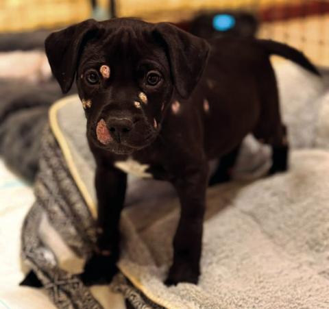 Meet Butterball! This sweet, lovable pup is currently being treated for a case of ringworm and is expected to make a full recovery very soon. He’s available for pre-adoption now and will be ready to go home before you know it! Visit SanSabaAnimals.com or call 325-372-PETS (7387) for more information.