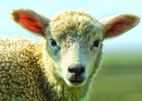 Prioritizing Health and Comfort for Show Animals