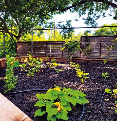 Grand Opening of Food Forest at Science Mill on August 19