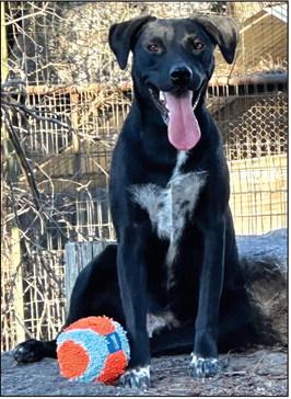 Cole the gentle Lab
