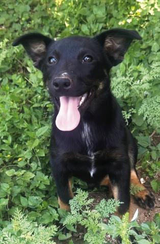 Pet of the Week: Clover