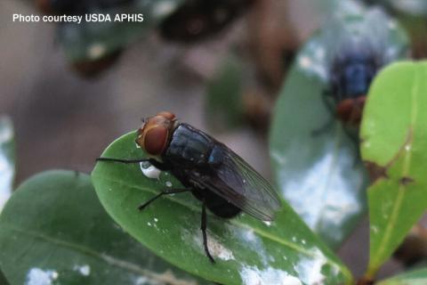 USDA releases New World Screwworm Response Playbook