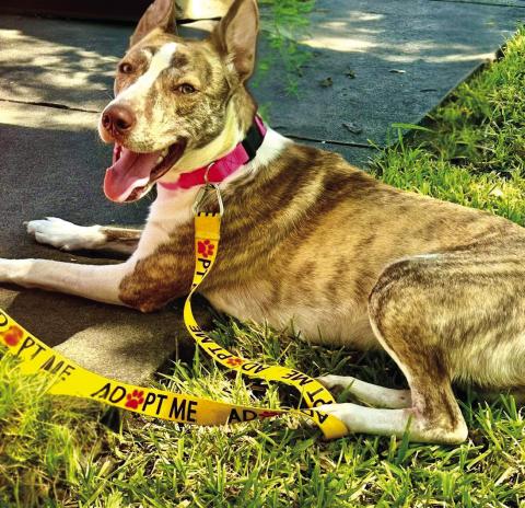 San Saba County Friends of Animals