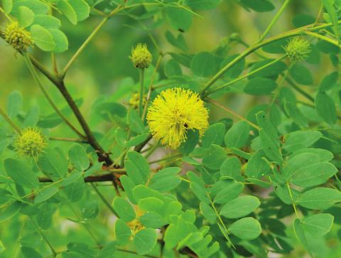 A Golden ball lead tree in bloom.