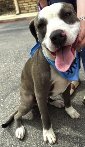 Pet of the Week