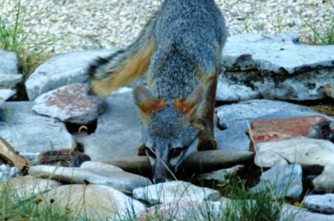"A gray fox gets a drink from the backyard 'creek'."