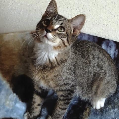 Pet of the Week - Henry