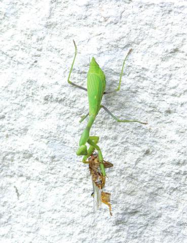 A Praying Mantis with the Dragonfly it caught
