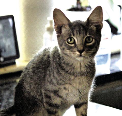 Pet of the Week: Meet Dusty!