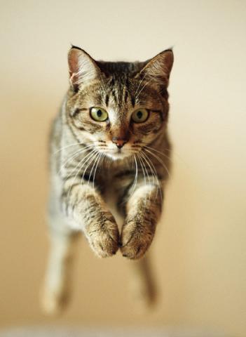 The saga of the little grey cat