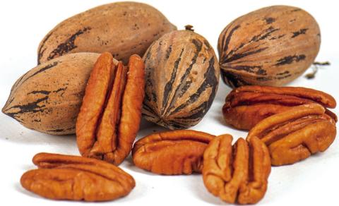 San Saba County Pecan Field Day