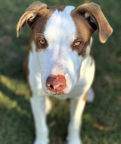 Rex has been waiting far too long for his forever home. He is a well-behaved, indoor-loving cuddle bug. Rex listens great and will happily be your loyal best friend (no cats, please!). If you're looking for the perfect companion, Rex is ready to steal your heart. Call (325) 372-PETS or visit SanSabaAnimals.com.